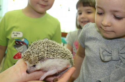 Jeż pigmejski w naszym przedszkolu